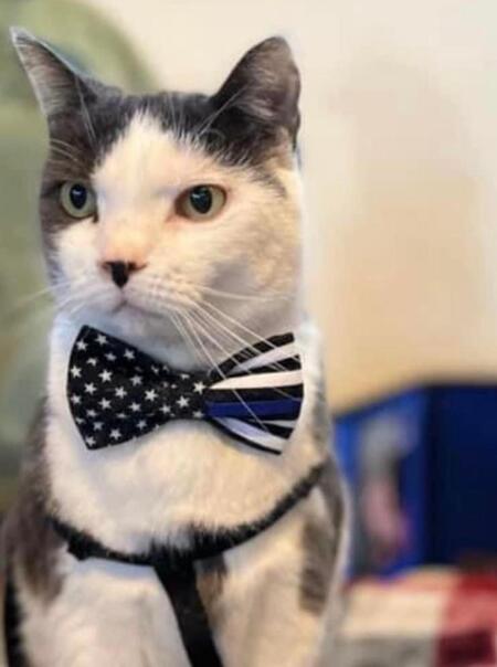 Entry image for Toto. Clicking this image will show a larger photo