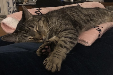 Entry image for Catnip. Clicking this image will show a larger photo