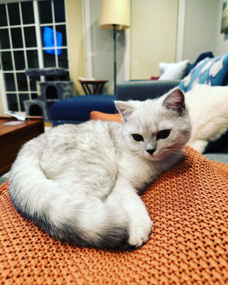 Entry image for Leopold Stotch McStuffins. Clicking this image will show a larger photo