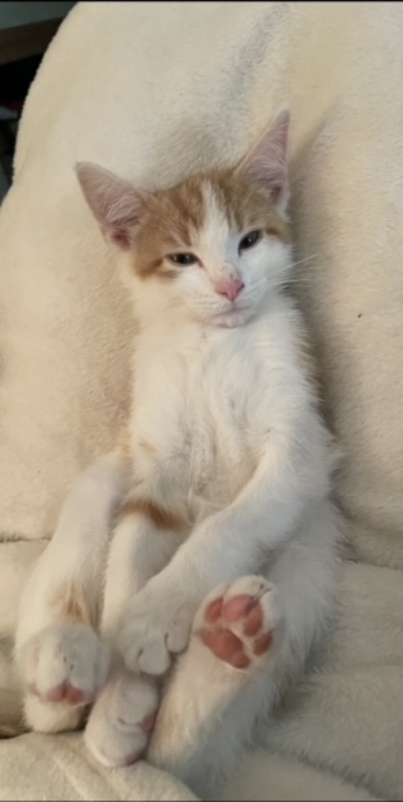 Entry image for Chandler. Clicking this image will show a larger photo