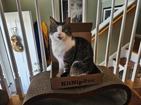 Entry image for Checkers. Clicking this image will show a larger photo