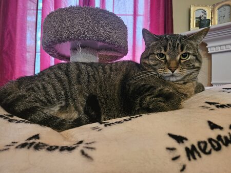 Entry image for Opal. Clicking this image will show a larger photo