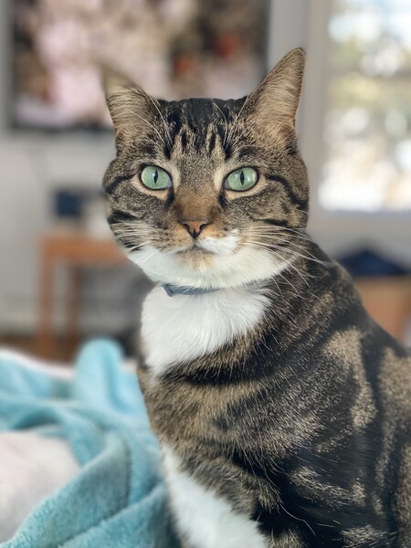 Entry image for Pepper. Clicking this image will show a larger photo