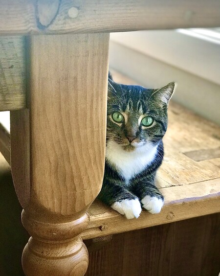 Entry image for Pepper. Clicking this image will show a larger photo