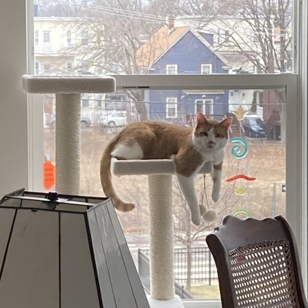 Entry image for Archie. Clicking this image will show a larger photo