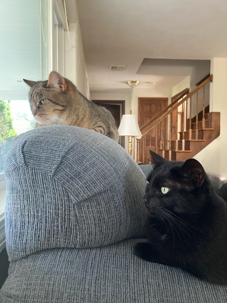 Entry image for Zoe & Zuzu. Clicking this image will show a larger photo