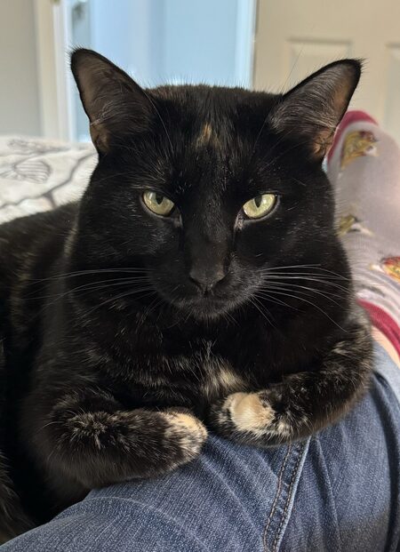 Entry image for Lucy. Clicking this image will show a larger photo