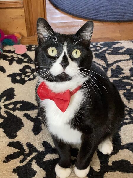 Entry image for Oreo. Clicking this image will show a larger photo