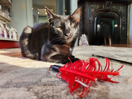 Entry image for Odin. Clicking this image will show a larger photo