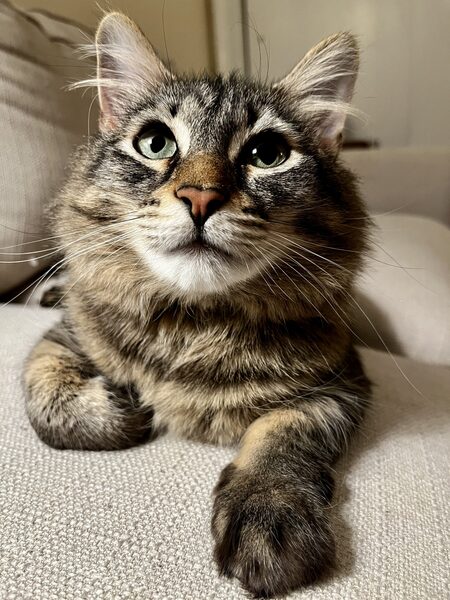 Entry image for Olive. Clicking this image will show a larger photo