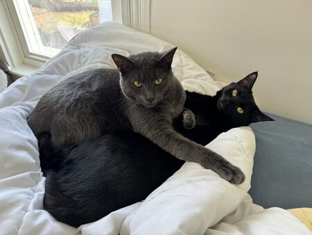 Entry image for Gandalf the Grey & Stevie Nicks. Clicking this image will show a larger photo