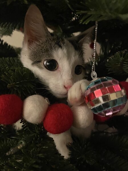 Entry image for Camille. Clicking this image will show a larger photo