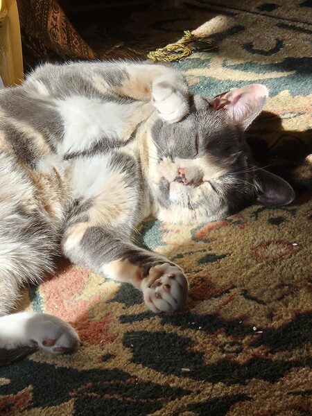 Entry image for Delilah. Clicking this image will show a larger photo