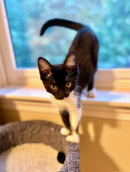 Entry image for Vela. Clicking this image will show a larger photo