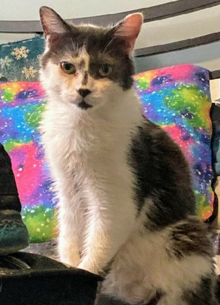 Entry image for Brokentail. Clicking this image will show a larger photo