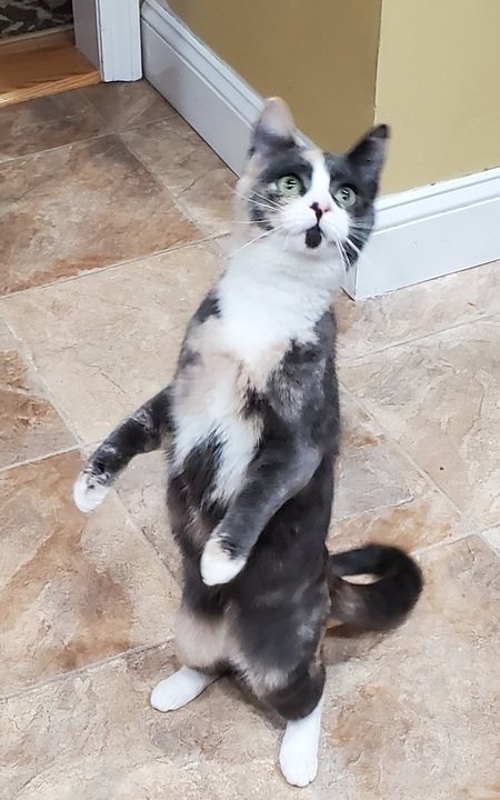 Entry image for Ava. Clicking this image will show a larger photo