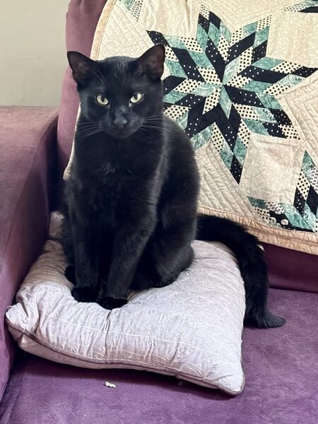 Entry image for Han. Clicking this image will show a larger photo