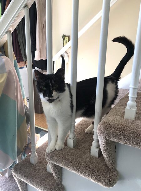 Entry image for Pomegranate. Clicking this image will show a larger photo