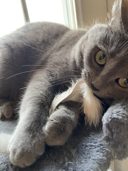 Entry image for Xena. Clicking this image will show a larger photo