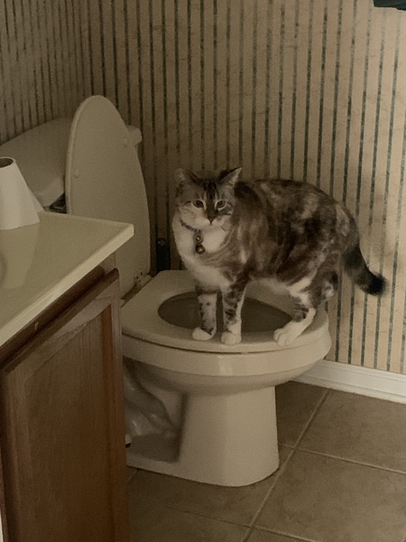 Entry image for Opal. Clicking this image will show a larger photo