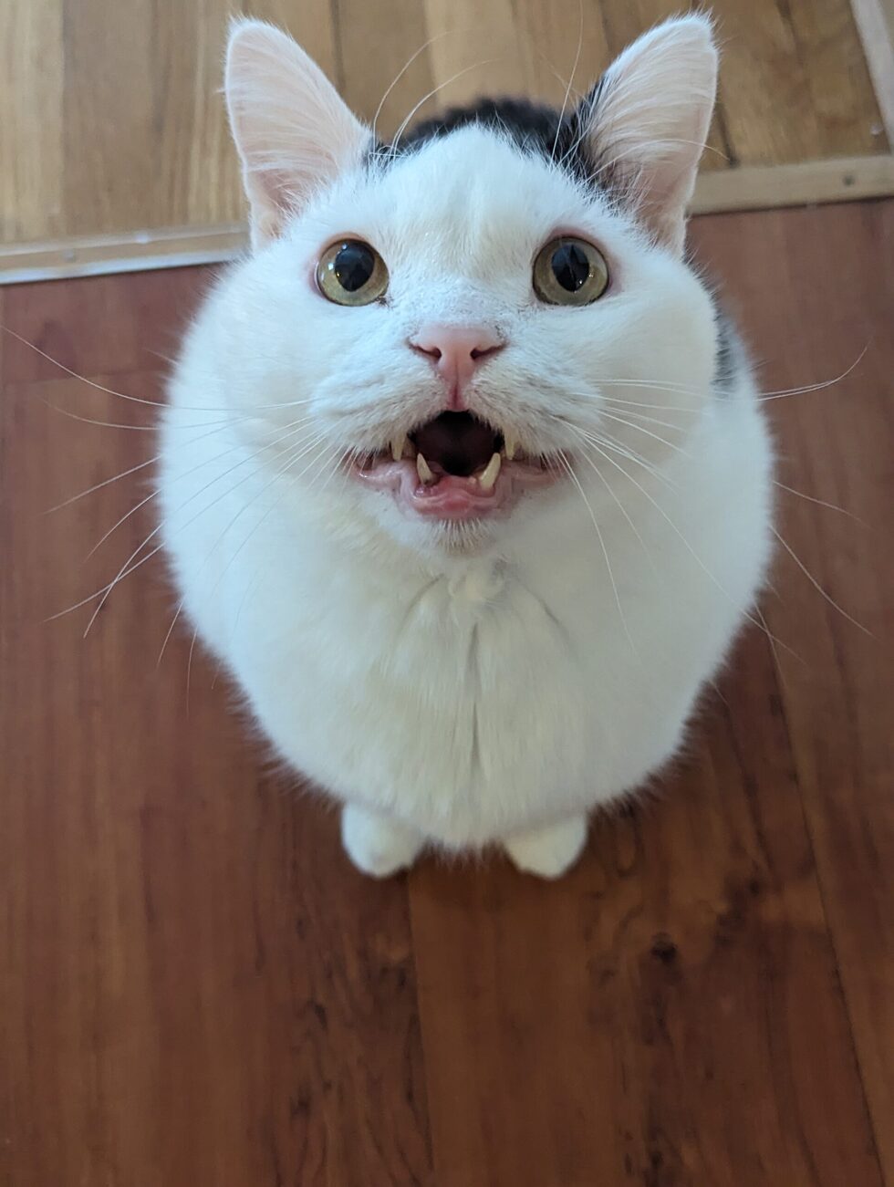 Vote for Mr. Spock 2025 MRFRS Calendar Cover Cat Contest