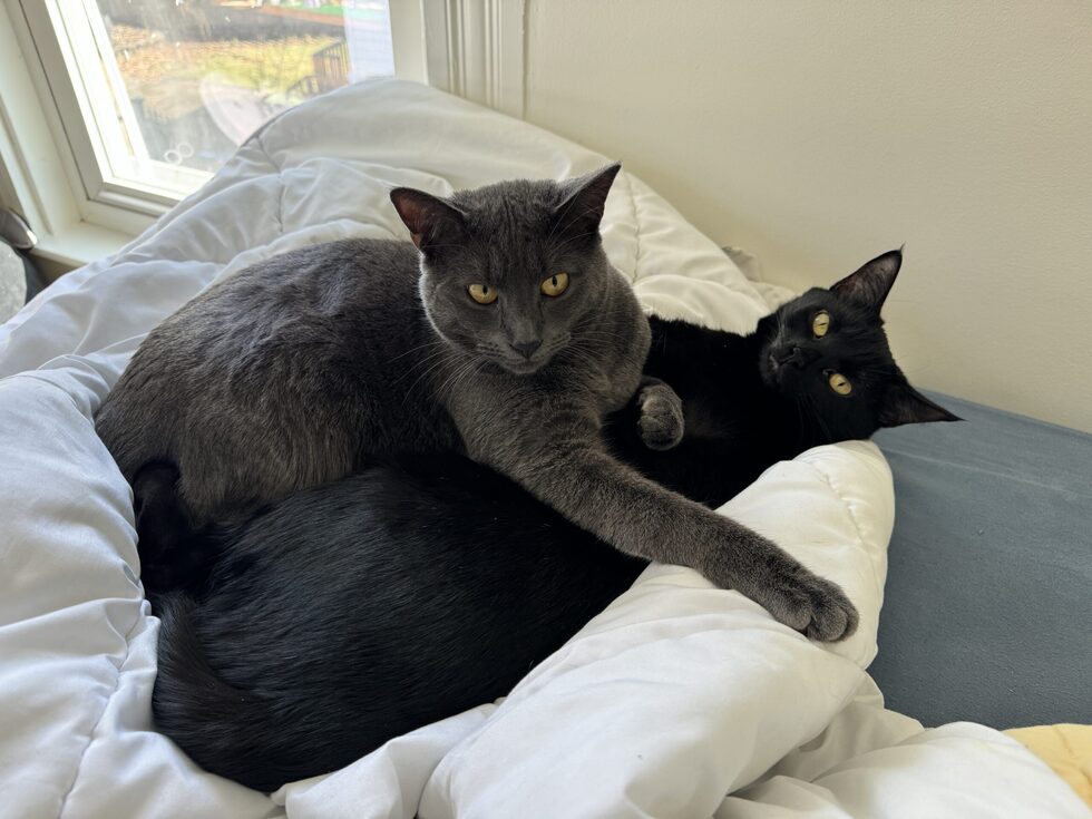 Vote for Gandalf the Grey & Stevie Nicks 2025 MRFRS Calendar Cover
