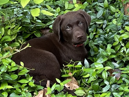 Millie