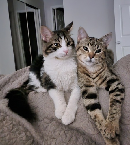 Nugget & Noodle