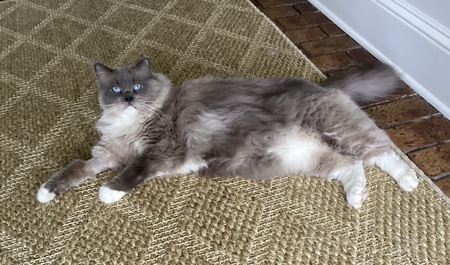 Puddy