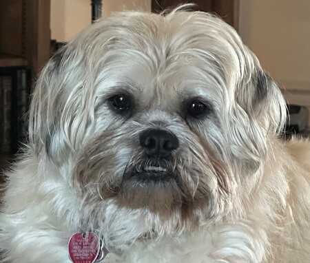 Daisy 