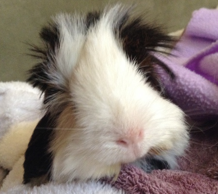 Miles E. GuineaPig