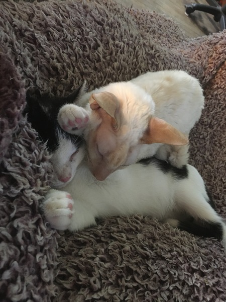 Theo and Fluffy