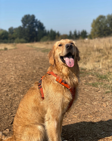 Benji 