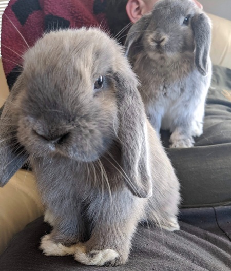 Willow and Manji