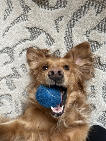 Bella 