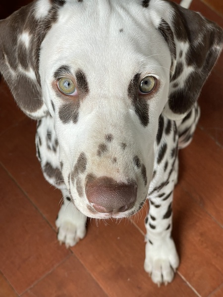 Stella