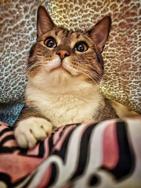 Tucker