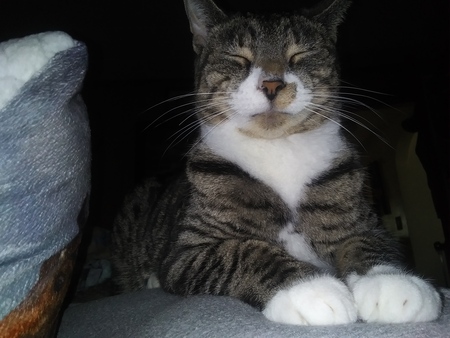Cheech