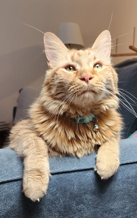 Little Lion