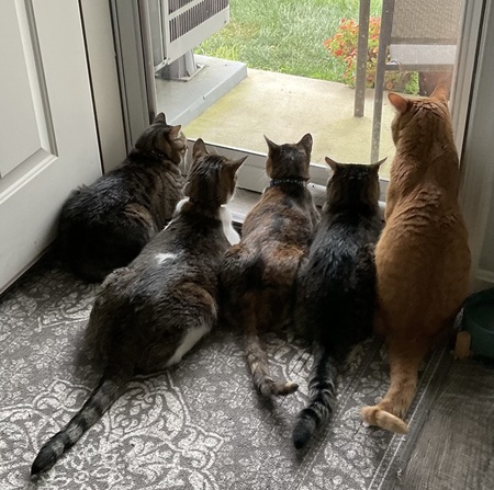 Howard, Walter, Wiki, Otto and Kevin