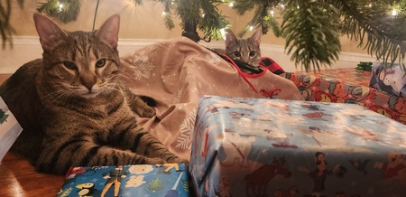 Sage and Scarlet 