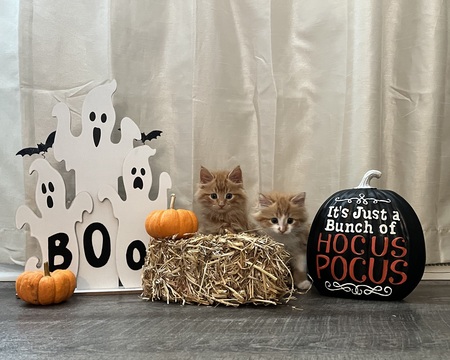 Crooksy&Weasley