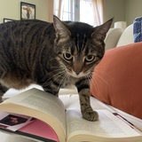 Entry image for Snoopy 