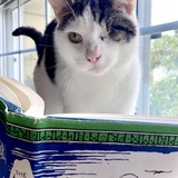 Entry image for Le Chiffre