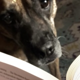 Entry image for Rose