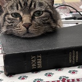 Entry image for Linus