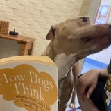 Entry image for Tilly 