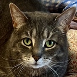 Entry image for Pebbles