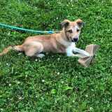 Entry image for Diego