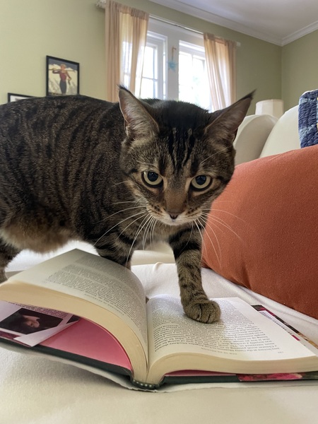 Entry image for Snoopy . Clicking this image will show a larger photo